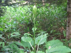 20100726n1.jpg
