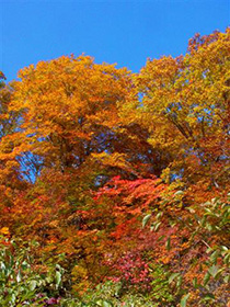 アヤメ平周辺の紅葉のようす