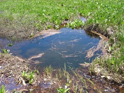 (湿原の下に飲み込まれる川)