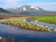 中田代のミズバショウ群生地