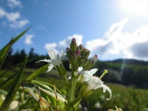 大江湿原6月20日 (11)_R