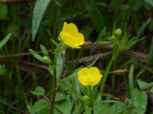 【研究見本園にて】