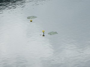 P7052227