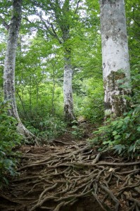 長い登りが続く