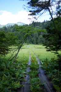 大江湿原への出口