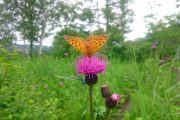 2017年7月25日-山の鼻ビジターセンターより(花に集まる虫たち) 2017年7月25日-山の鼻ビジターセンターより(花に集まる虫たち)