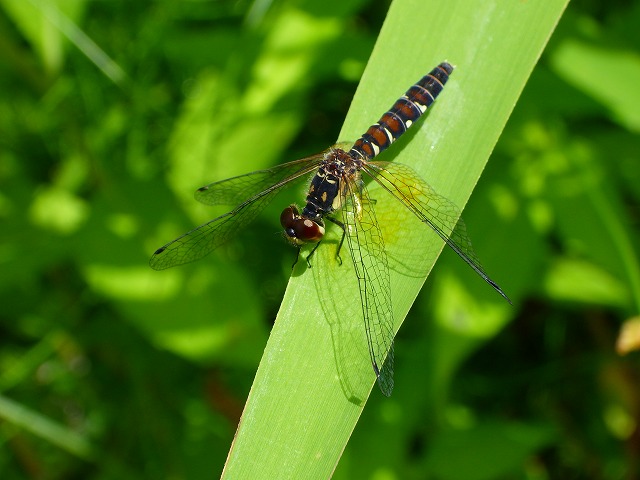 17年7月31日 山の鼻ビジターセンターより トンボの様子 尾瀬保護財団