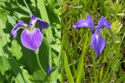 2018年6月22日-山の鼻ビジターセンターより(何れ菖蒲か杜若) 2018年6月22日-山の鼻ビジターセンターより(何れ菖蒲か杜若)