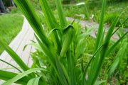 2018年6月18日-山の鼻ビジターセンターより(植物のリレー) 2018年6月18日-山の鼻ビジターセンターより(植物のリレー)