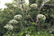 2018年7月22日-山の鼻ビジターセンターより(鳩待峠~山ノ鼻の様子) 2018年7月22日-山の鼻ビジターセンターより(鳩待峠~山ノ鼻の様子)