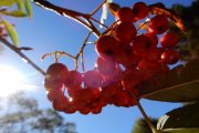 2018年9月19日-山の鼻ビジターセンターより(秋のアヤメ平) 2018年9月19日-山の鼻ビジターセンターより(秋のアヤメ平)