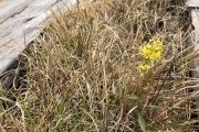 2018年10月18日-山の鼻ビジターセンターより(尾瀬ヶ原の様子) 2018年10月18日-山の鼻ビジターセンターより(尾瀬ヶ原の様子)