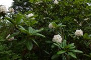 2019年7月20日-山の鼻ビジターセンターより(鳩待峠~山ノ鼻間の花や実等の様子) 2019年7月20日-山の鼻ビジターセンターより(鳩待峠~山ノ鼻間の花や実等の様子)