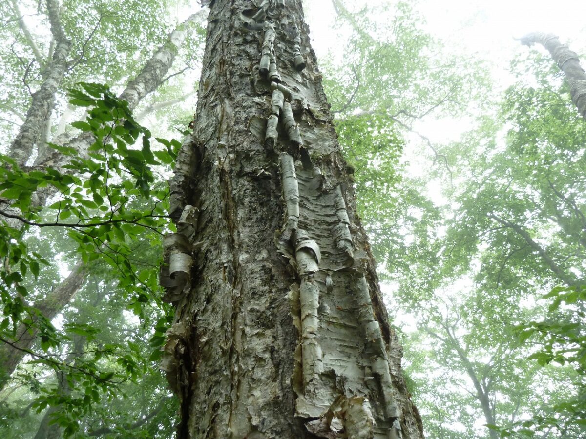 19年7月7日 山の鼻ビジターセンターより 鳩待峠 山ノ鼻間の巨樹の紹介 尾瀬保護財団