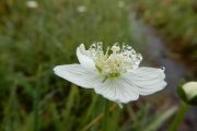 2019年9月18日ー山の鼻ビジターセンターより(雨上がりの楽しみ) 2019年9月18日ー山の鼻ビジターセンターより(雨上がりの楽しみ)
