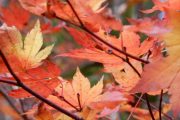 2019年10月22日ー山の鼻ビジターセンターより(紅葉が告げる閉山) 2019年10月22日ー山の鼻ビジターセンターより(紅葉が告げる閉山)